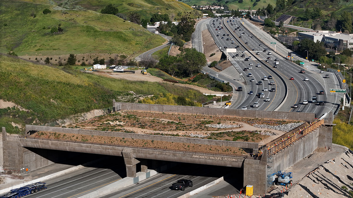 The Wallis Annenberg Wildlife Crossing: A $114 Million Butterfly